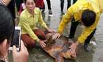Một ngư dân thả rùa biển quý hiếm 70kg ra biển khơi