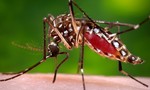 ​Bộ Y tế làm việc với tỉnh Bình Thuận về vụ du khách Úc bị nhiễm virus Zika