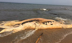 Xác cá voi nặng 5 tấn, dài 10m trôi dạt vào bờ biển