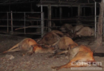 Đàn bò sùi bọt mép, giãy chết nghi bị đầu độc