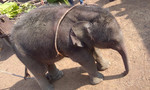 Giải cứu chú voi con 2 tháng tuổi rơi xuống giếng