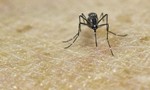 Virus Zika “đáng sợ hơn” đánh giá ban đầu