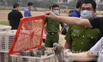 Nhập lậu 4.000 con chim bồ câu từ Trung Quốc về Việt Nam tiêu thụ