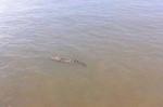 Cá sấu trưởng thành 70kg xuất hiện ở sông Soài Rạp