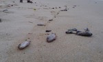 Cá chết hàng loạt dạt vào bờ biển Quảng Trị