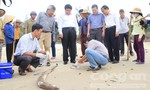 Gần 30 tấn cá chết dạt vào bờ biển Quảng Trị