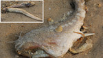 Vụ cá chết hàng loạt: Nghi vấn ống xả thải khổng lồ dưới biển Vũng Áng