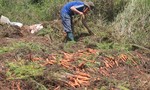Cà rốt rớt giá, nông dân Đà Lạt điêu đứng