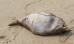 Phát hiện cá chết trôi vào bờ biển Đà Nẵng