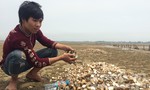 63 tấn ngao chết bất thường trên biển Hà Tĩnh