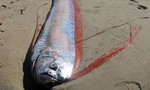 Cá hố dài gần 3m chết, dạt vào bờ biển Bình Thuận