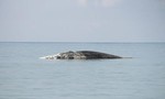 Phát hiện cá voi nặng 10 tấn ‘lụy’ ngoài đảo Phú Quý