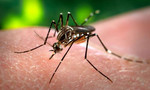 Việt Nam xác định 2 trường hợp đầu tiên nhiễm virus Zika