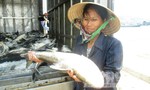 Cá chết trên sông Bạng do ô nhiễm từ việc tàu thuyền đi lại?