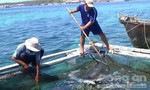 Cá chết tại đảo Phú Quý là do hiện tượng tự nhiên