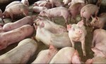 Thương lái Trung Quốc 'lật kèo', người nuôi lợn lao đao