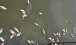 Cá chết nổi trắng trên kênh Nhiêu Lộc - Thị Nghè