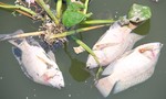 Cận cảnh cá chết trên kênh Nhiêu Lộc - Thị Nghè