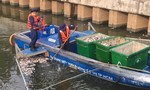 Cá chết trắng kênh Nhiêu Lộc – Thị Nghè do bị ô nhiễm cục bộ