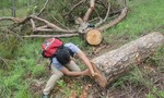 Lâm tặc “cày” nát rừng thông, chính quyền địa phương không biết