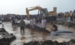 Phát hiện cá voi “khủng” dạt vào bờ