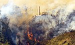 Bình Định: Chữa cháy rừng, một người thiệt mạng