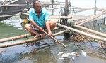 Cá biển, cá nuôi lại chết hàng loạt tại Thừa Thiên - Huế