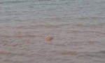 Phát hiện một thi thể trôi dạt trên sông Lam