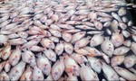 Hàng chục tấn cá bè chết trắng sông La Ngà