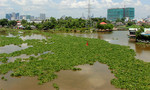 Lục bình bủa vây sông Sài Gòn