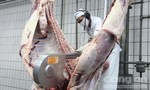 Vụ dùng búa tạ giết bò Úc: Nhiều công ty giết mổ đúng quy trình 'kêu trời' vì bị vạ lây