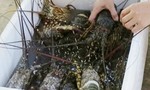 Đã tìm ra nguyên nhân tôm hùm, cá mú chết bất thường ở Phú Yên