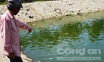 Cá rô phi chết nổi trắng hồ Nguyễn Du