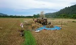 Cướp lúa của nông dân giữa ban ngày