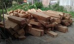 Gần 30 khối gỗ Pơ mu quý hiếm hàng trăm năm tuổi bị đốn hạ ở Quảng Nam