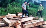 Thủ tướng yêu cầu điều tra vụ phá rừng pơ mu tại Quảng Nam