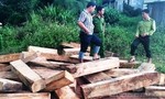 Lại tiếp tục phát hiện thêm nhiều khối gỗ Pơ Mu
