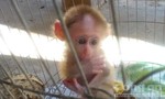 Giải cứu khỉ con thèm sữa mẹ bị người dân nhốt trong lồng sắt
