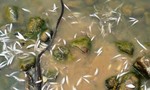 Thanh Hóa: Cá tự nhiên trên sông chết bất thường
