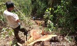 Cách chức, chuyển công tác 2 cán bộ lãnh đạo kiểm lâm để xảy ra khai thác rừng trái phép