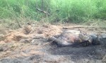 Phát hiện xác một voi rừng phân hủy trong vườn quốc gia
