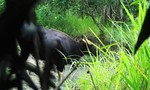 Phát hiện đàn bò tót trong Khu bảo tồn thiên nhiên Ea Sô