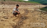 Cá chết hàng loạt ở hồ Phước Hà