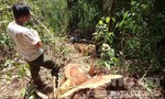 Bắt đối tượng cầm đầu đường dây phá rừng ở Bảo Lâm