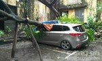 Bão số 3 chưa tới, cây đã bật gốc đè nát ô tô ở Hà Nội