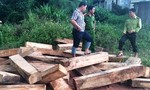 Một số đối tượng bị bắt liên quan đến vụ phá rừng pơ mu ở Quảng Nam