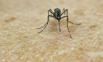 Phát hiện ca đầu tiên nhiễm vi rút Zika ở Phú Yên