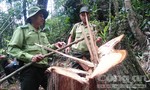 Dự kiến ngày 25-8 sẽ công báo vụ phá rừng pơ mu Quảng Nam