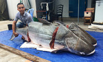 Cặp cá tra 'khủng' nặng hàng trăm ký từ Lào về Sài Gòn
