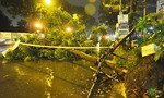 Cây xanh 7 lần bật gốc trong mưa ở Sài Gòn